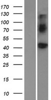 BMP8A Human Over-expression Lysate