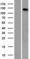 AASDH Human Over-expression Lysate