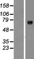 KCNQ1 Human Over-expression Lysate