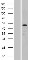 PPP2R2C Human Over-expression Lysate