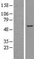BCL6B Human Over-expression Lysate