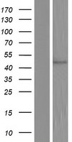 COQ6 Human Over-expression Lysate