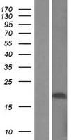 C22orf15 Human Over-expression Lysate