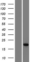 ADAT2 Human Over-expression Lysate