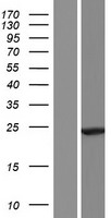 C1orf86 (FAAP20) Human Over-expression Lysate