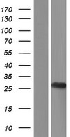 TMED4 Human Over-expression Lysate