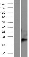 FAM169B Human Over-expression Lysate