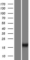 C10orf53 Human Over-expression Lysate