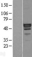 PLTP Human Over-expression Lysate