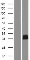 FAM101B (RFLNB) Human Over-expression Lysate