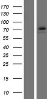 DDX53 Human Over-expression Lysate