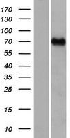 CCDC37 (CFAP100) Human Over-expression Lysate