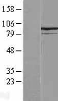 KIF9 Human Over-expression Lysate