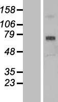 SCARA3 Human Over-expression Lysate