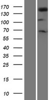 Phospholipase C gamma 1 (PLCG1) Human Over-expression Lysate