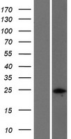 NPM2 Human Over-expression Lysate