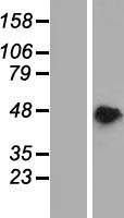 PAIP1 Human Over-expression Lysate
