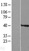 SPDYA Human Over-expression Lysate