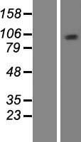 MCM10 Human Over-expression Lysate