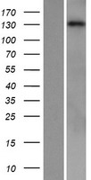 Phospholipase C beta 1 (PLCB1) Human Over-expression Lysate