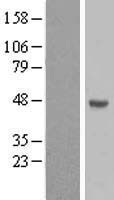FAM170A Human Over-expression Lysate