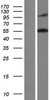 Nesprin 2 (SYNE2) Human Over-expression Lysate