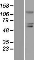PRDM1 Human Over-expression Lysate