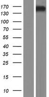 Kinectin 1 (KTN1) Human Over-expression Lysate