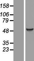 EIF5 Human Over-expression Lysate
