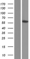 RNF36 (TRIM69) Human Over-expression Lysate
