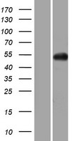 GNAL Human Over-expression Lysate