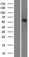 IRF2BP2 Human Over-expression Lysate