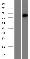 XRRA1 Human Over-expression Lysate