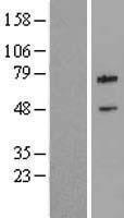 cIAP2 (BIRC3) Human Over-expression Lysate