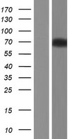 ACCN1 (ASIC2) Human Over-expression Lysate