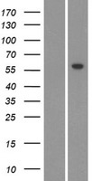 CYP26C1 Human Over-expression Lysate