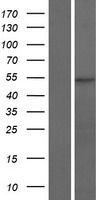 RGS11 Human Over-expression Lysate