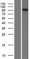 Inversin (INVS) Human Over-expression Lysate