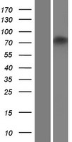ZNF605 Human Over-expression Lysate