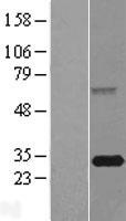 FBXO44 Human Over-expression Lysate
