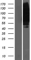 SLC19A1 Human Over-expression Lysate