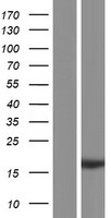 RPS19BP1 Human Over-expression Lysate