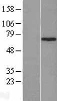 ZNF169 Human Over-expression Lysate