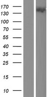 KIF24 Human Over-expression Lysate