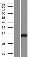CLECSF6 (CLEC4A) Human Over-expression Lysate