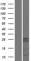 TMEM65 Human Over-expression Lysate