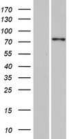 SPTY2D1 Human Over-expression Lysate