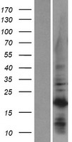 C1orf52 Human Over-expression Lysate