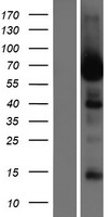 LRRC56 Human Over-expression Lysate