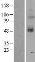 OR2C3 Human Over-expression Lysate